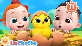 Little Chicks Song  | 1 HOUR of Farm Animal Songs | Kids Songs & Nursery Rhymes | LiaChaCha