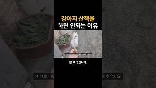 강아지 산책 절대 이렇게 하지 마세요!