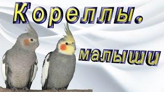 #Птенцы корелл