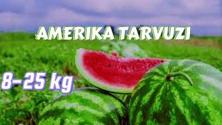 Amerikaning SOLENSON AU produces tarvuz urugi pishish jarayoni Tel: +99833 301 90 90 +93 533 95 55