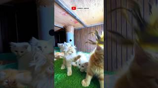 Delhi Pet Shop | Persian Cat Market  #shorts #persiancat #petmarket