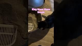 King Meow Meow Said.. #funny #cat #love