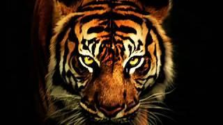 Survivor - Eye Of The Tiger