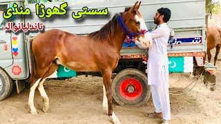 Sasti Ghoda mandi in Punjab | Horse for sale | Desi Ghody