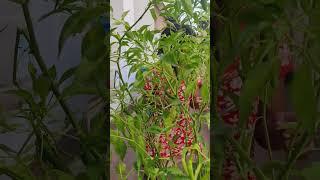 Balcony Garden#chilly Harvesting||romba happy step to terrace garden