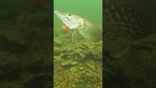 Clumsy pike ‍️ ? #pike #fishing #underwater