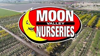 Moon Valley Nurseries Desert Yard