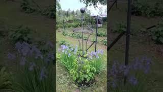 Шпалера для клематиса объёмная. #дача #nature #кустодержатель #garden #обзордачи #садоводничество
