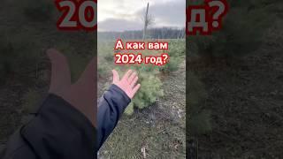 Сосны 1,5 м ломало как спички‍️
