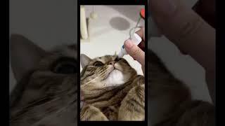 Crazy Cat Antics: A Hilarious Compilation