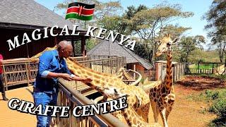 Travel to Giraffe Centre in Nairobi | Wildlife | Tourism | Magical Kenya