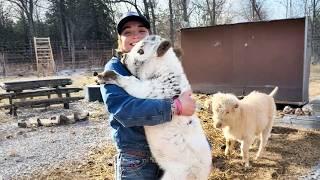 This Girl Has 15 Miniature Cows Living in Her Backyard