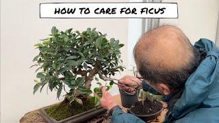 How to Prune a Ficus