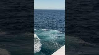 POD of dolphins chasing cruise ship