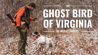 The Ghost Bird Of Virginia | Virginia Upland Grouse Hunting with Wesley Hodges