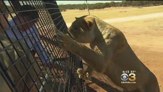 Zoo Lets Animals Roam Free While Humans Are In Cages