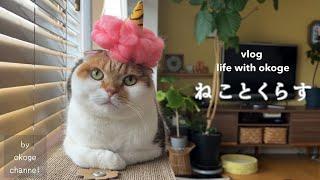 Sethubun Day with cats and home cooking/Maison Terrier ×　Belle Maison(Vlog about cat and life)