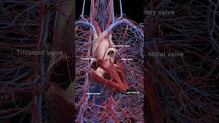 The anatomy of the heart  #anatomy #meded #3dmodel