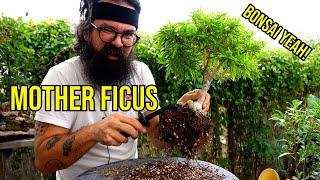 Transforming My Mother Ficus - Bonsai Yeah!