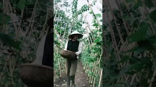 [농업] 베트남 시골 텃밭 