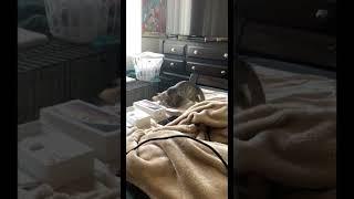 Cat fight part 2!! #shorts #relaxing #cat #cute #fight #cute #youtubeshorts #youtube #funny