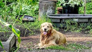 Efficient Method for Weeding and Watering Raised Vegetable Garden Beds | Cali Steals Our Blueberries