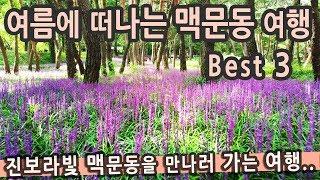 [여행다큐] 여름에 떠나는 맥문동 여행지 BEST 3 그리고 맛집 / 경북 경주 황성공원, 구미 금오산, 상주 상오리 솔숲, 여름꽃, 국내여행지추천, 박가네왕갈비찜, 선산김치곱창