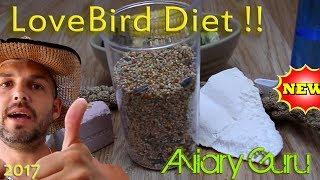 How to feed your pet LOVE BIRDS !! Best Lovebird Diet !! 2017