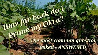 "How far back do I Prune Okra?"  The most common question - ANSWERED