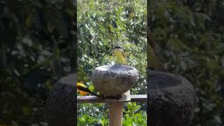 Disfrutando de la brisa #birds #nature #avesdesudamerica #faunasilvestre #faunafascinante #wildlife