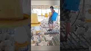 واقعیت جهانی| تکنیک مرغ و ماهی باهم 