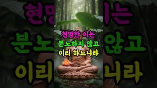 현명한 자는 분노하지 않습니다 #부처님말씀 #분노조절 #지혜로운삶 #불교명언 #가르침