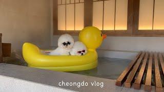 강아지 동반 여행 vlog 청도 애견 동반 펜션 스테이더담