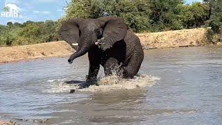 Elephants, Family and a Splash of Mambo’s Mischief 