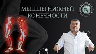 Мышцы нижней конечности / Muscles of the lower extremity