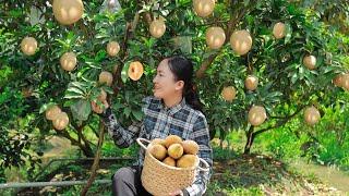 Harvest SAPODILIA and bring them to the market sell, cooking | Emma Daily Life