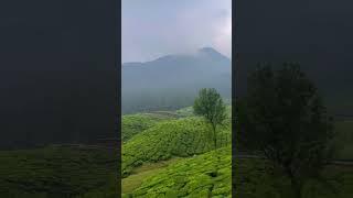 Munnar - Paradise of South India  #shorts