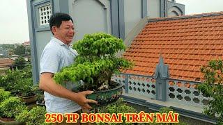 Khám phá giàn Bonsai 250 TP trên tầng của anh Đinh Xuân Chính ở Giao Thủy NĐ