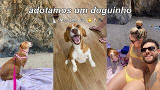 adotamos uma cachorrinha | maia   