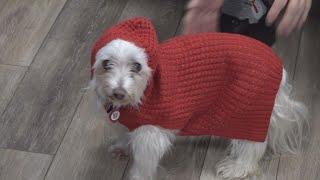 Cold weather pet safety | How to protect your furry friends this winter