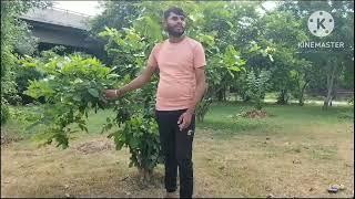 Bob pyar ki kimat kya jaane Jo Karti pyar hai yaaron se Deepak song 8126