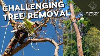 CHALLENGING TREE REMOVAL