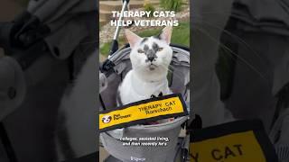 Therapy cats help Veterans   #veteran #veteransday #cats #therapycat #catlover