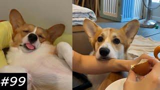 If You Want To Get A Corgi Watch This  | Funny Corgi Video