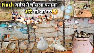 finch Birds Ne nesting kar Li hai  || फिंच बर्डस के सेटअप में अण्डे आना शुरू हो चुके हैं