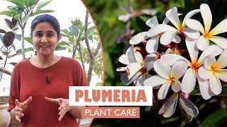 Plumeria / Champa, The flowering plant | all you need to know| Garden Up Basics Ep. 16b