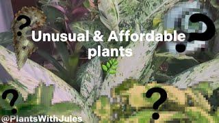 Unusual & Affordable Houseplants | PlantsWithJules🪴