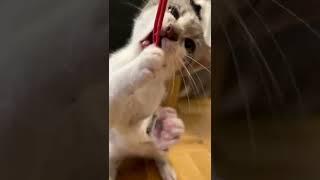 kitten wants to play