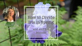 How to divide Iris in Spring