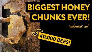 These were the BIGGEST honeycomb chunks we've ever seen!